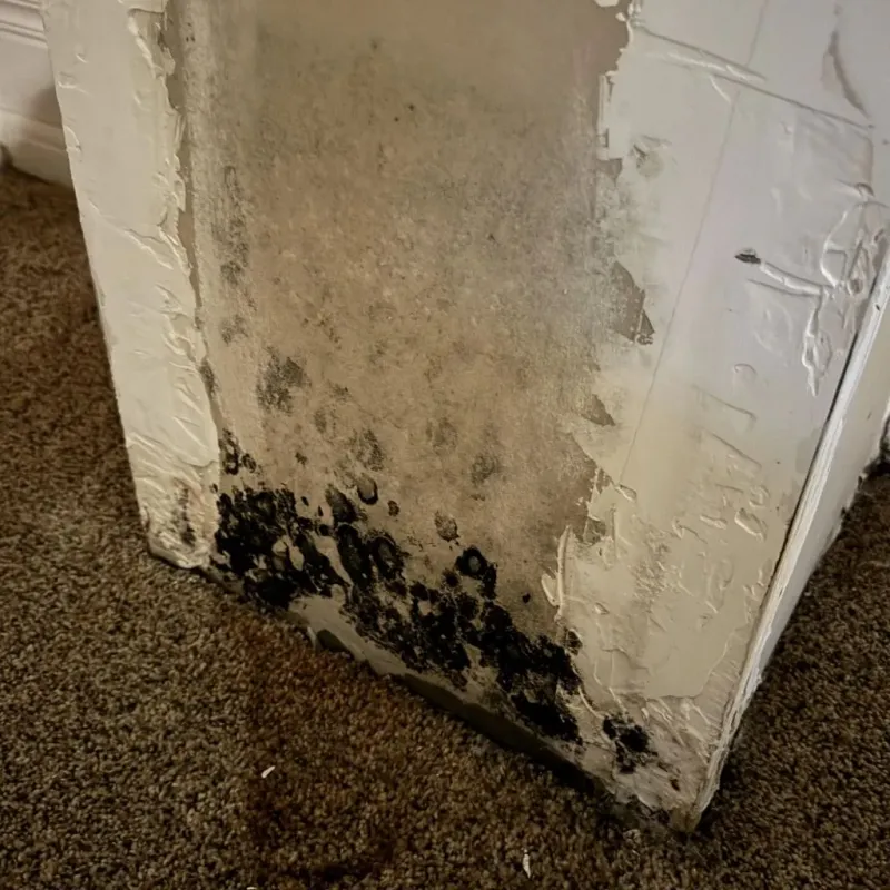 Professional Mold Removal in Easton, MA